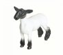 (image for) Crossbred Market Lamb
