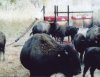(image for) Easy Way Cattle Care Buffalo Treatment Station
