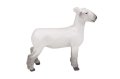(image for) White Face Market Lamb