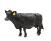 (image for) Black Cow