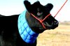 (image for) Sullivan's Arctic Ice Pack - For Cattle