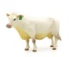 (image for) White Cow