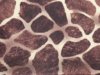 (image for) Lamb Tube Xtra Small - Print - Giraffe