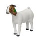(image for) Boer Doe Show Goat